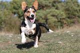 CORGI CARDIGAN 041